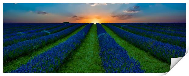 Lavender Field Sunset Print by Scott Paul