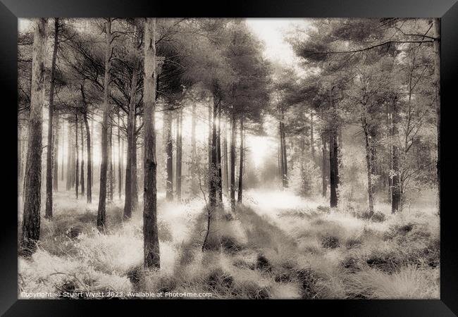 Trees Framed Print by Stuart Wyatt