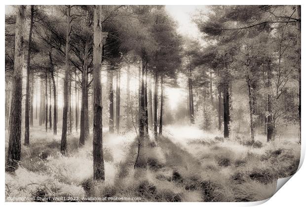 Trees Print by Stuart Wyatt