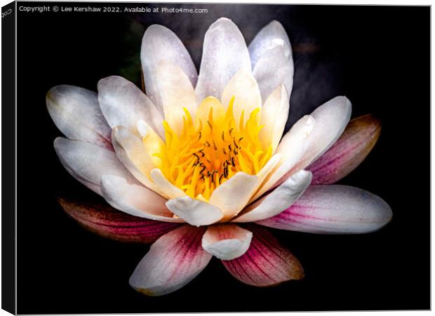 Serene Beauty: A Floating Water Lily Canvas Print by Lee Kershaw