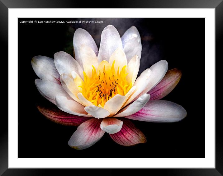 Serene Beauty: A Floating Water Lily Framed Mounted Print by Lee Kershaw