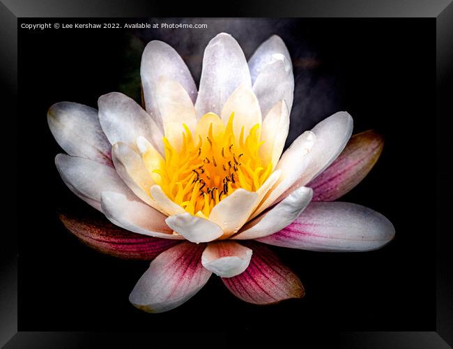 Serene Beauty: A Floating Water Lily Framed Print by Lee Kershaw