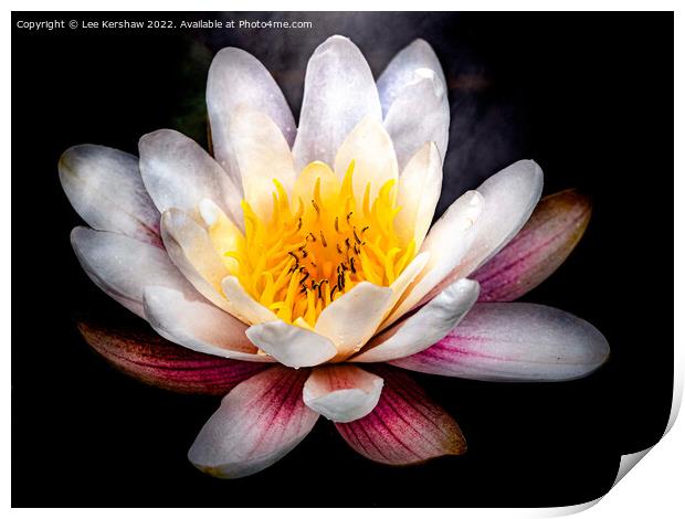 Serene Beauty: A Floating Water Lily Print by Lee Kershaw