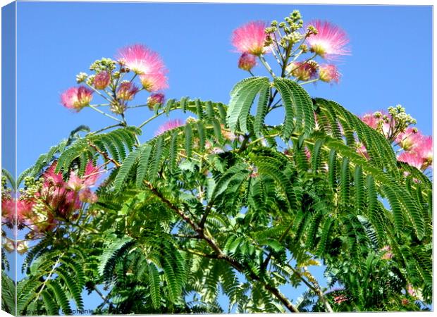 Mimosa flowers against a blue sky Canvas Print by Stephanie Moore