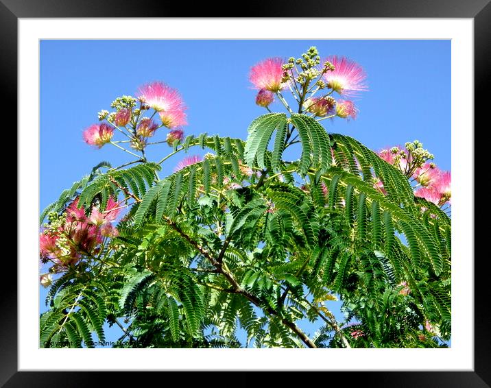 Mimosa flowers against a blue sky Framed Mounted Print by Stephanie Moore