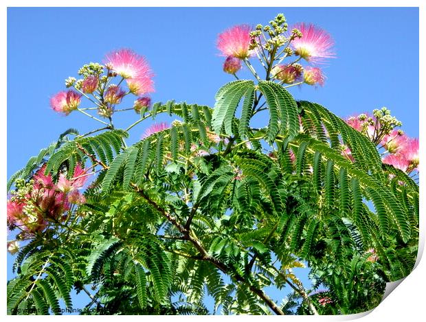Mimosa flowers against a blue sky Print by Stephanie Moore