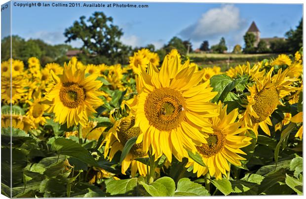 Summer Sunflower Canvas Print by Ian Collins