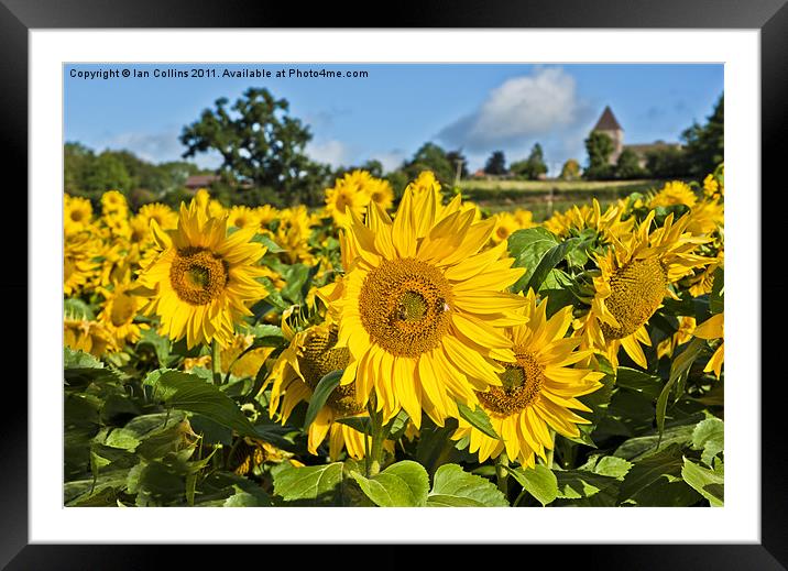 Summer Sunflower Framed Mounted Print by Ian Collins