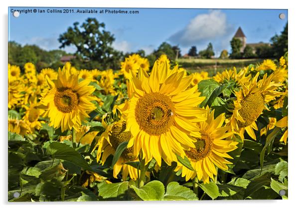 Summer Sunflower Acrylic by Ian Collins