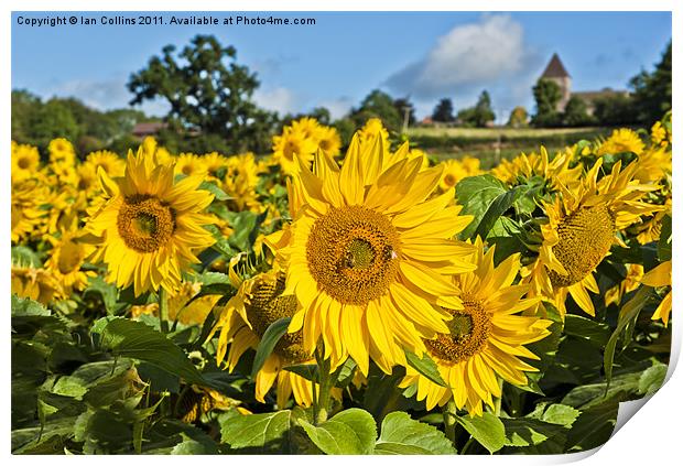 Summer Sunflower Print by Ian Collins