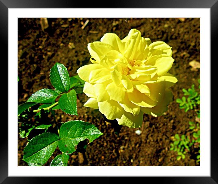 Yellow rose Framed Mounted Print by Stephanie Moore