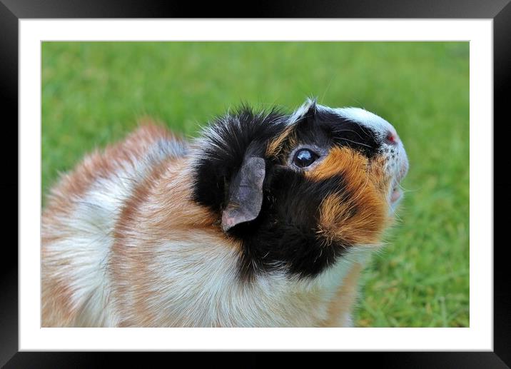 Abyssinian Guinea Pig Framed Mounted Print by Susan Snow