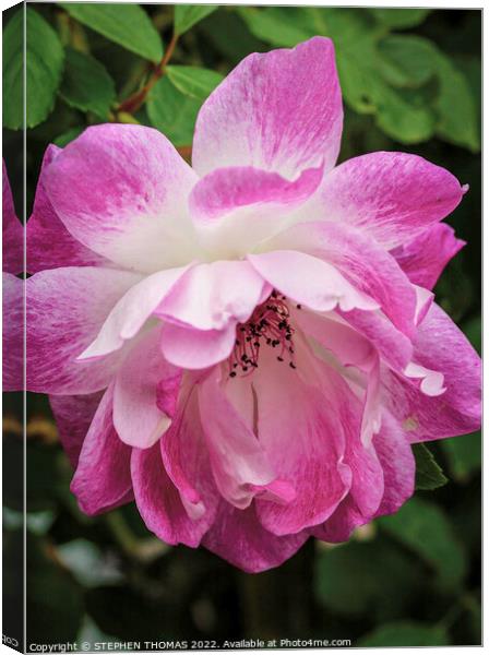 Beautiful Pink & White Rose Canvas Print by STEPHEN THOMAS