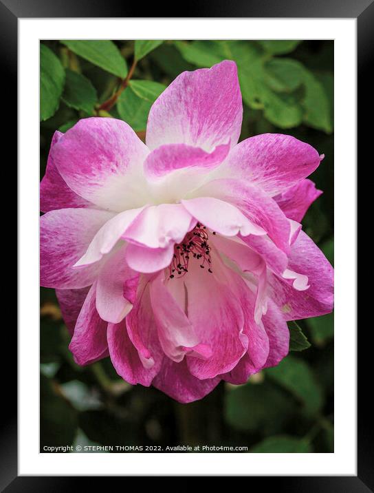 Beautiful Pink & White Rose Framed Mounted Print by STEPHEN THOMAS