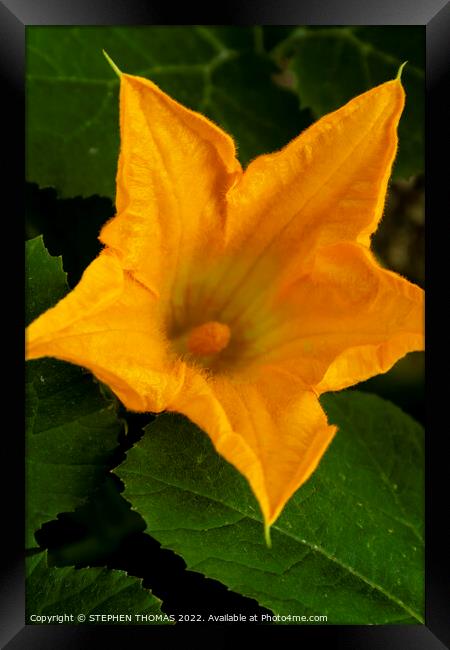 Spaghetti Squash Blossom Close-up Framed Print by STEPHEN THOMAS