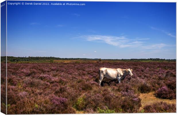 White Cow standing in a field of Purple Heather Canvas Print by Derek Daniel