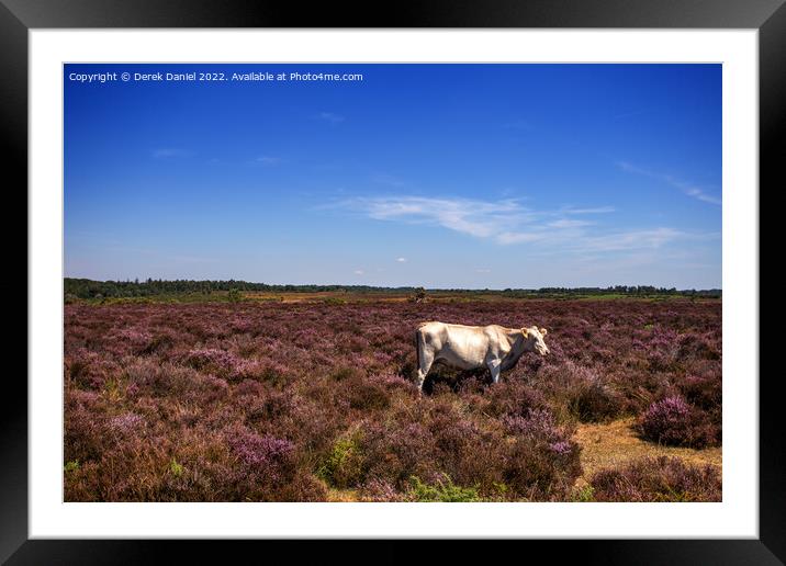 White Cow standing in a field of Purple Heather Framed Mounted Print by Derek Daniel