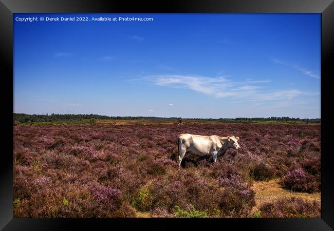 White Cow standing in a field of Purple Heather Framed Print by Derek Daniel