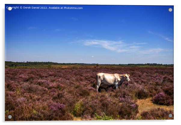 White Cow standing in a field of Purple Heather Acrylic by Derek Daniel