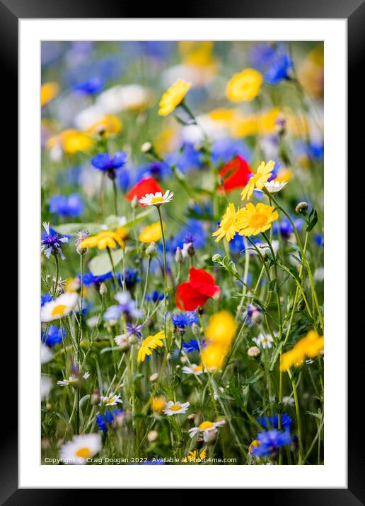 Dundee Wildflower Meadow Framed Mounted Print by Craig Doogan