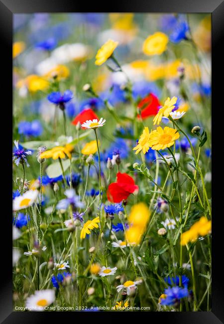 Dundee Wildflower Meadow Framed Print by Craig Doogan