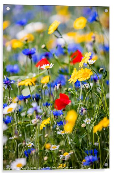 Dundee Wildflower Meadow Acrylic by Craig Doogan