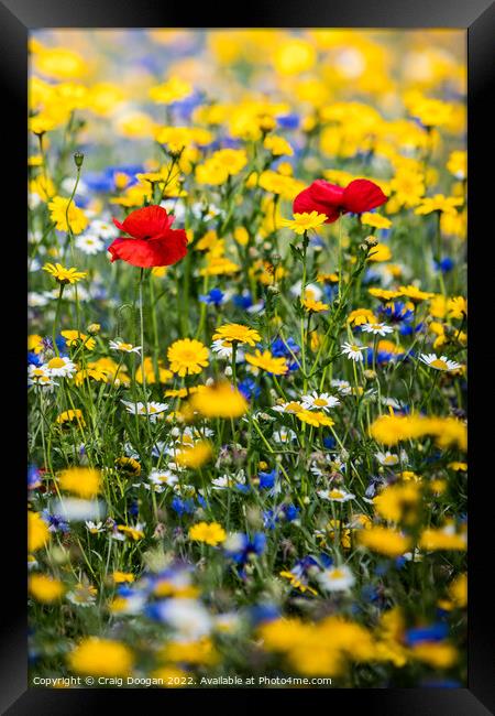 Dundee Wildflower Meadow  Framed Print by Craig Doogan