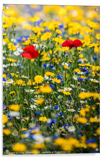Dundee Wildflower Meadow  Acrylic by Craig Doogan