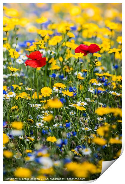 Dundee Wildflower Meadow  Print by Craig Doogan
