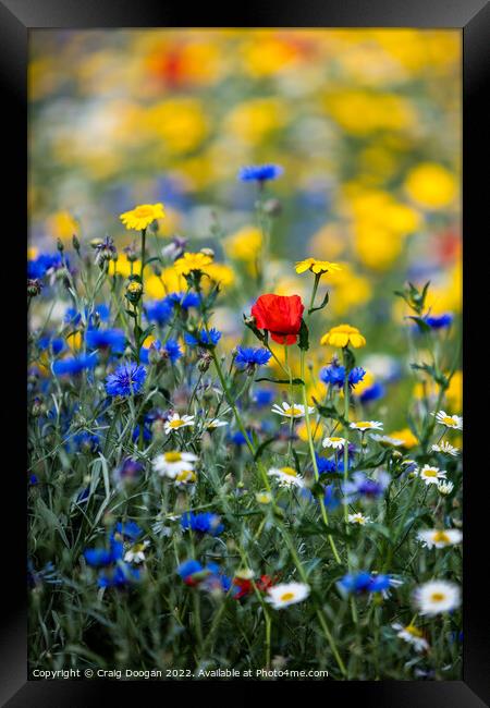 Dundee Wildmeadow Flowers Framed Print by Craig Doogan