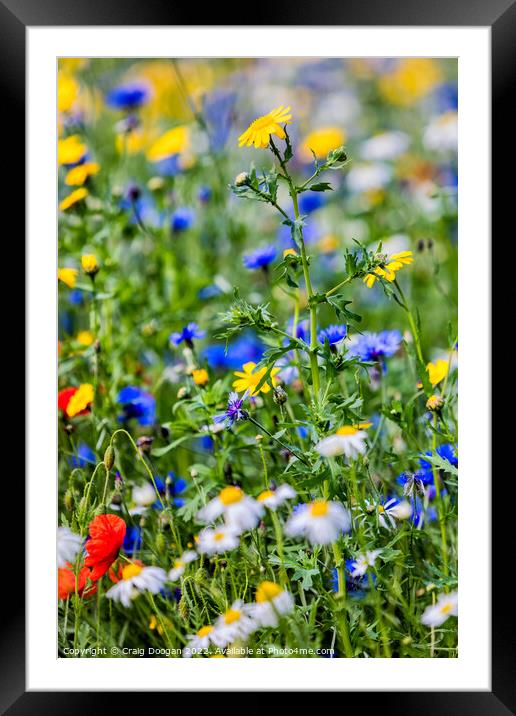 Dundee Wild Flower Meadow Framed Mounted Print by Craig Doogan
