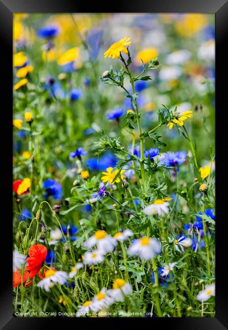 Dundee Wild Flower Meadow Framed Print by Craig Doogan