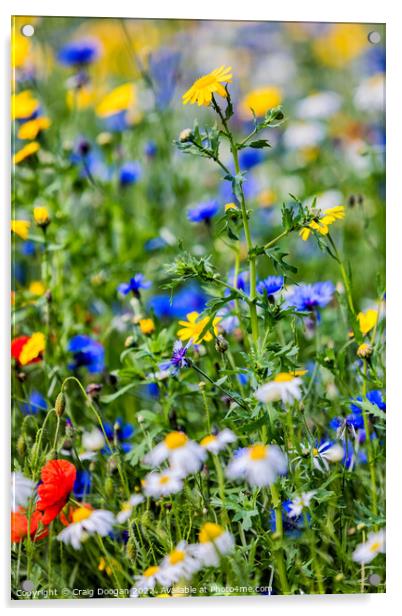 Dundee Wild Flower Meadow Acrylic by Craig Doogan