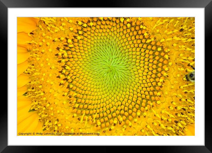 Mammoth Sunflower (15A) Framed Mounted Print by Philip Lehman