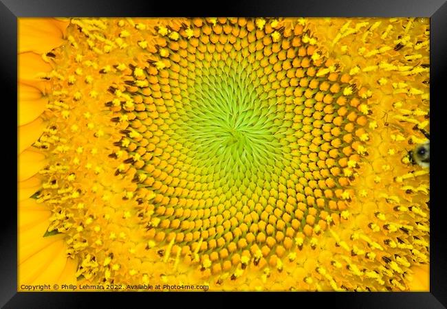 Mammoth Sunflower (15A) Framed Print by Philip Lehman