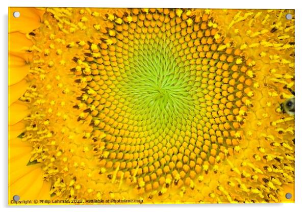 Mammoth Sunflower (15A) Acrylic by Philip Lehman