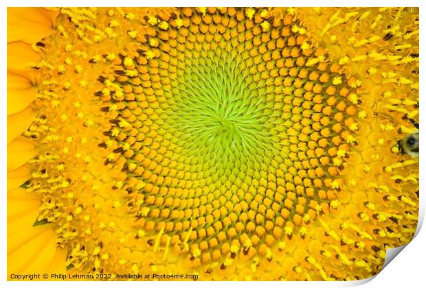 Mammoth Sunflower (15A) Print by Philip Lehman