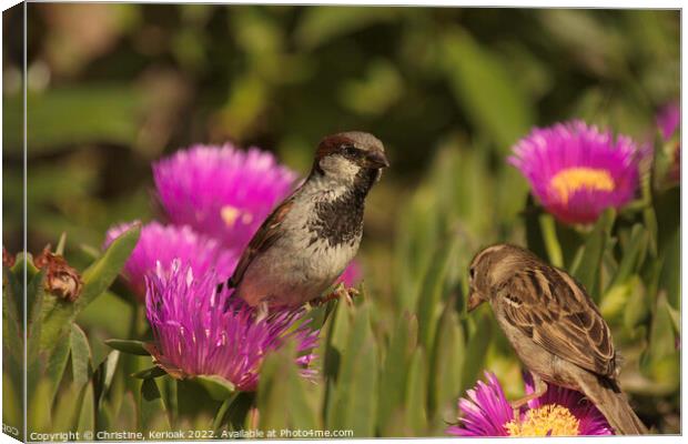 Pair of Sparrows on Mesembryanthemum Canvas Print by Christine Kerioak
