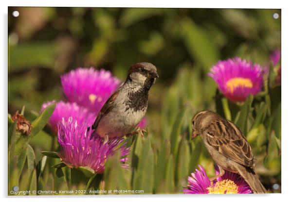 Pair of Sparrows on Mesembryanthemum Acrylic by Christine Kerioak