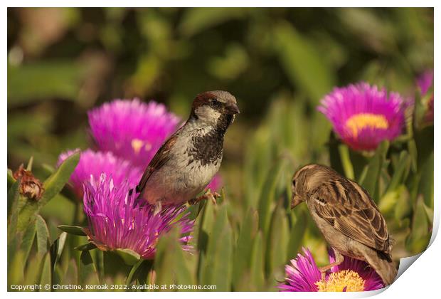 Pair of Sparrows on Mesembryanthemum Print by Christine Kerioak