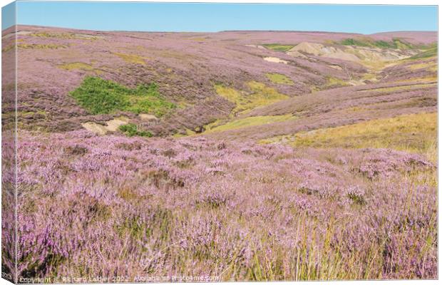 Little Eggleshope Heather Canvas Print by Richard Laidler