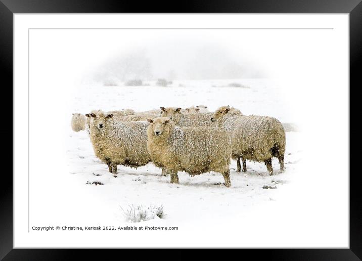 Cheviot Sheep in Blizzard Conditions Framed Mounted Print by Christine Kerioak