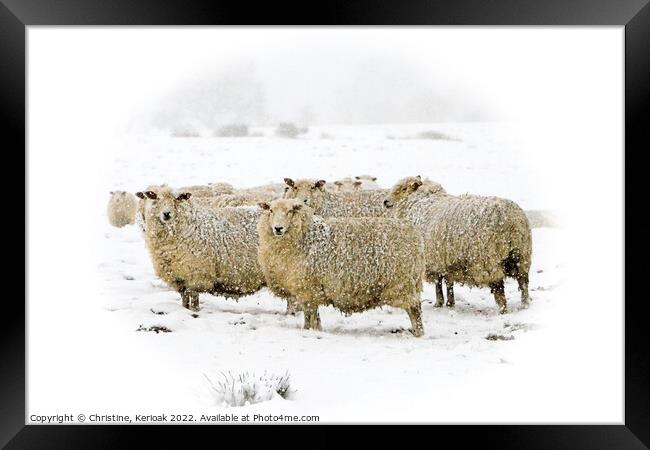 Cheviot Sheep in Blizzard Conditions Framed Print by Christine Kerioak