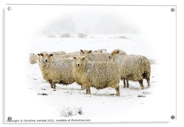Cheviot Sheep in Blizzard Conditions Acrylic by Christine Kerioak
