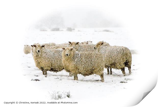 Cheviot Sheep in Blizzard Conditions Print by Christine Kerioak