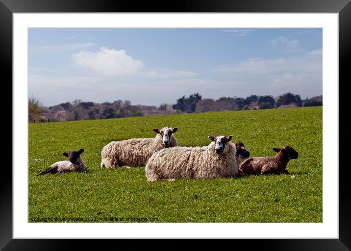 Jacob Sheep on Downs Framed Mounted Print by Sally Wallis