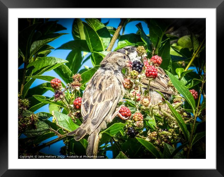 BlackBerry Picking  Framed Mounted Print by Jane Metters