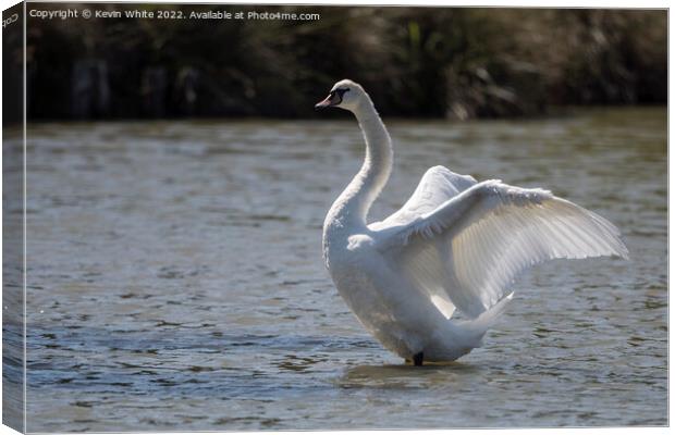 Swan with sunlight through his wings Canvas Print by Kevin White