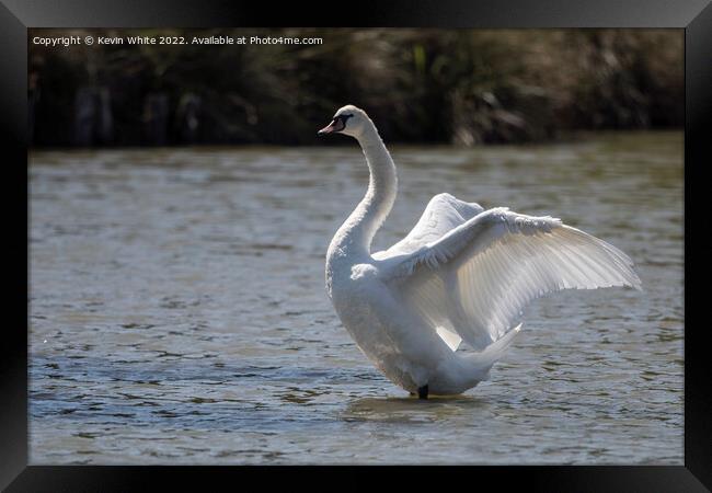 Swan with sunlight through his wings Framed Print by Kevin White