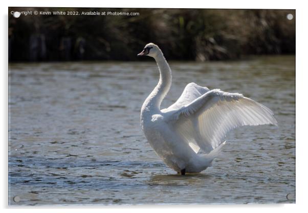 Swan with sunlight through his wings Acrylic by Kevin White